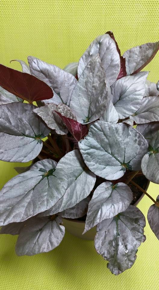 B. ‘Silver Limbo’
